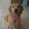 duquegolden